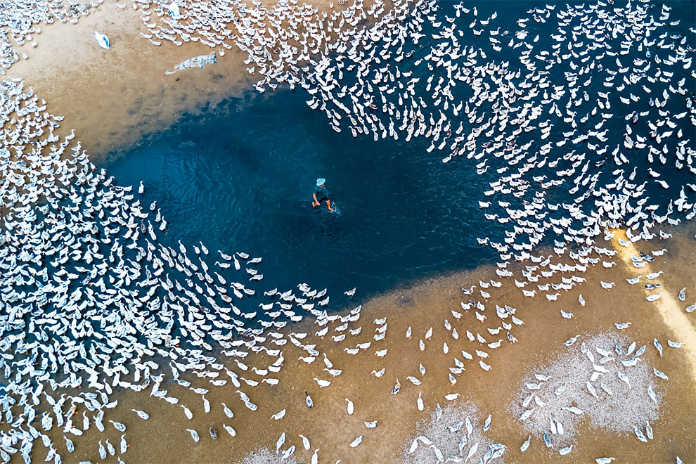 Воспитатель уток. Фотографии-победители конкурса аэро-фото SkyPixel Photo Contest 2017