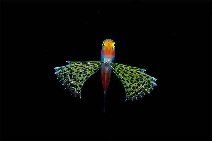 Подводные обитатели мирового океана Подводные обитатели мирового океана. An uknown Gymnapogon larva